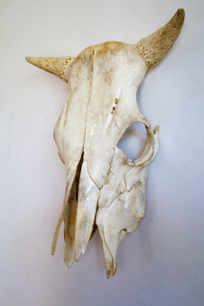 istock Skull of a cow with horns on a white wall background, selective focus 1172022923