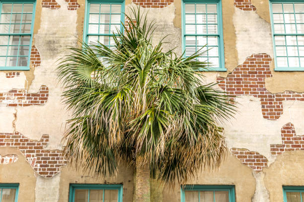 Oleander flowers in front of a three story apartment block with wrought iron balconies and large verandas.