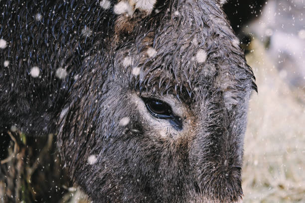 Donkey in snow for winter on farm concept.