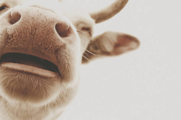 Close up cow nose Rustic style sleeping cow portrait of white steer resting. sleeping cow stock pictures, royalty-free photos & images