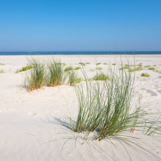 istock marram grass or sand reed on sand of dune with shadows from summer sun 1172026363