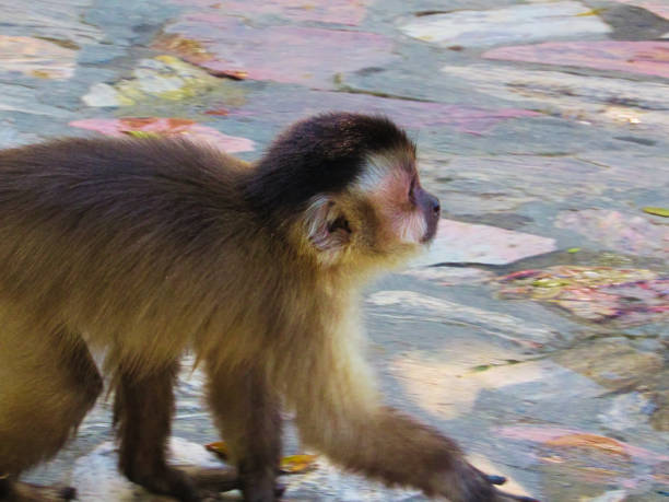 Little monkey walking on the stone floor looking for food.