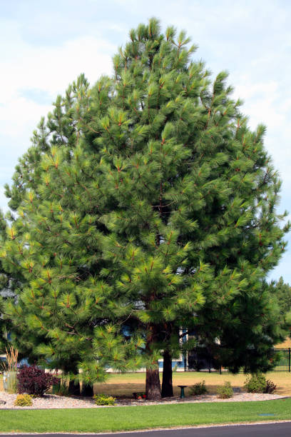 elegante ponderosa kiefer der staatsbaum von montana - flathead valley stock-fotos und bilder