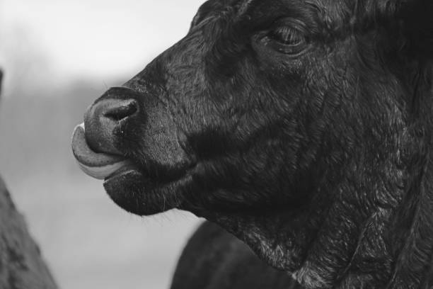 istock Angus cow close-up portrait 1172028819