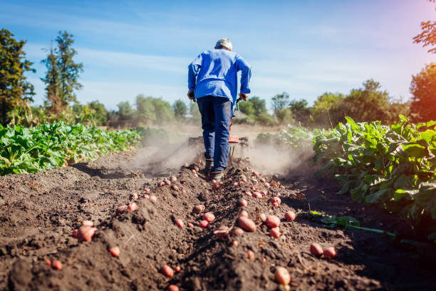 Farmer driving small tractor for soil cultivation and potato digging. Autumn harvest potato picking Farmer driving small tractor for soil cultivation and potato digging. Autumn harvest potato picking. Gathering fall crop in countryside field workers stock pictures, royalty-free photos & images