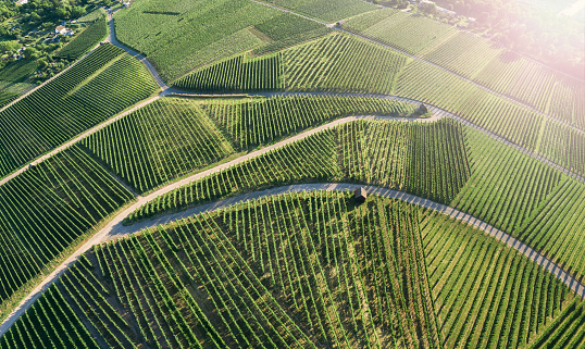 Aerial view of pathway and bifurcation at green vineyard in Germany at summer