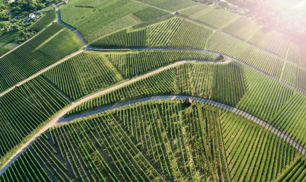 Aerial view of pathway and bifurcation at green vineyard in Germany at summer Footpath and bifurcation at green vineyard in Germany at summer heilbronn stock pictures, royalty-free photos & images