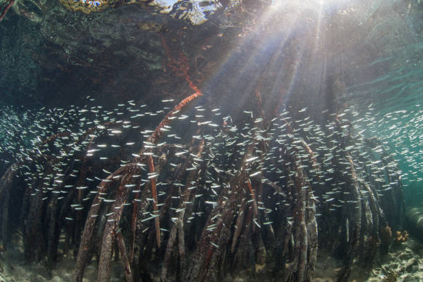 istock School of Fish and Sunlight in Mangrove Forest 1172032168