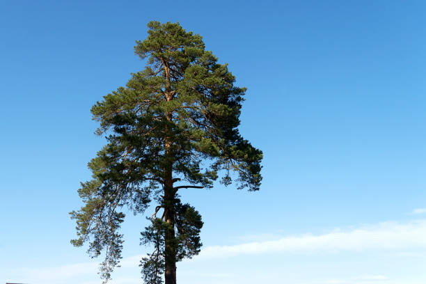 istock Tree trunk with branches and needles. Pine tree on a blue clear sky, summer sunny beautiful weather.
