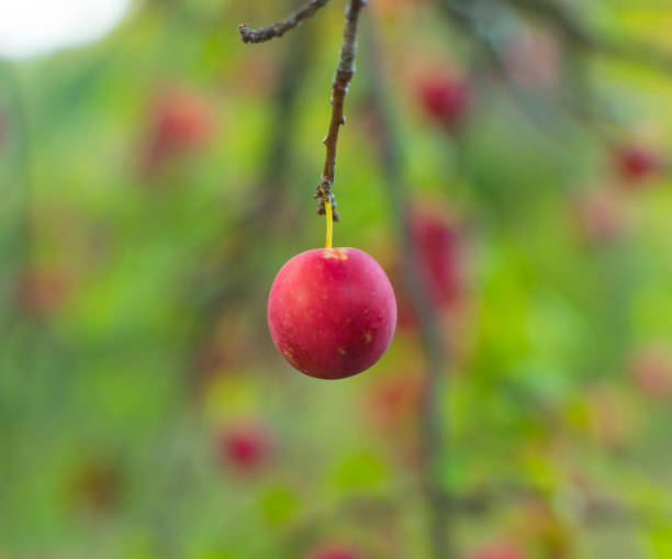 istock Fresh and delicious red plum in nice summer day 1172034084