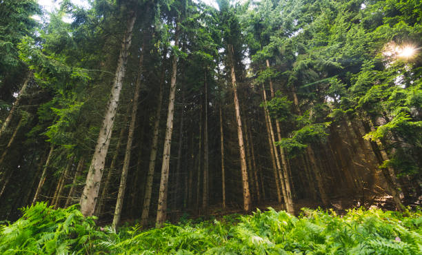 istock Untouched evergreen mountain forest on rainy summer day. 1172034537