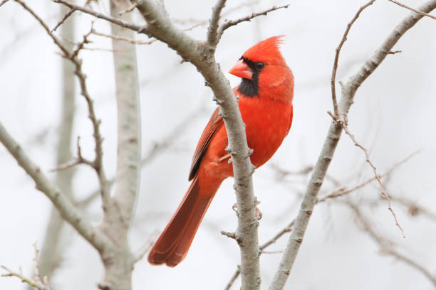 Northern cardinal (Cardinalis cardinalis) on branch at Jamaica Bay NWR, New York stock photo