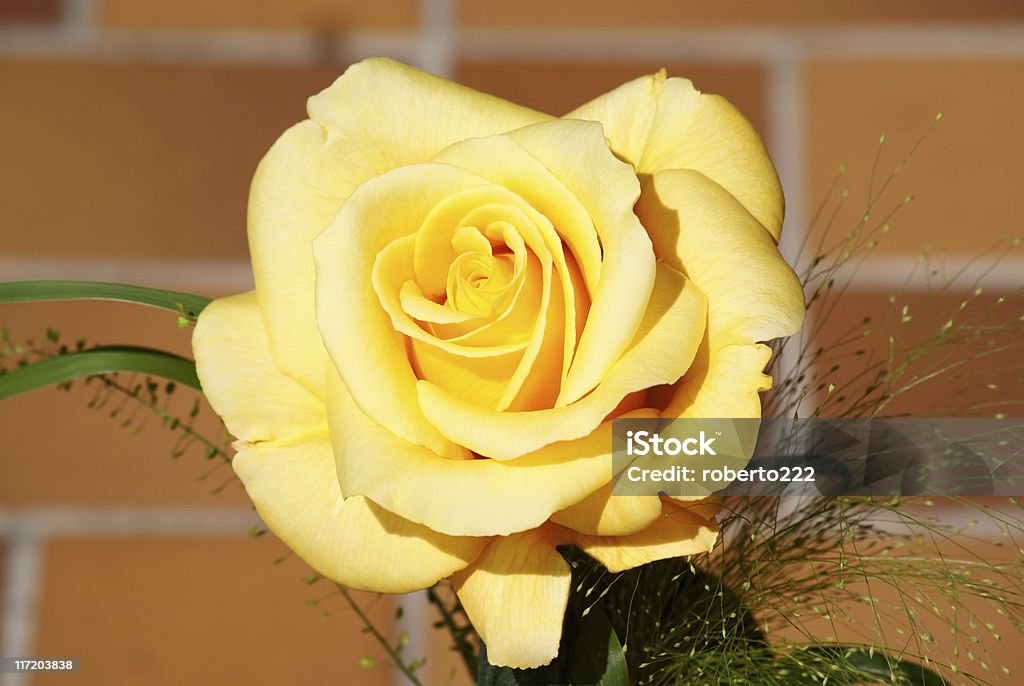 yellow rose the bright blossom of a yellow rose Beauty In Nature Stock Photo