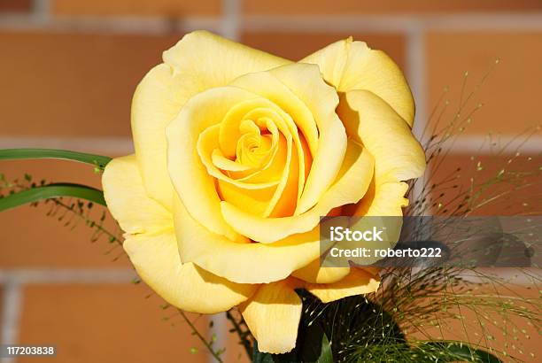 Yellow Rose Stock Photo - Download Image Now - Beauty In Nature, Color Image, Extreme Close-Up