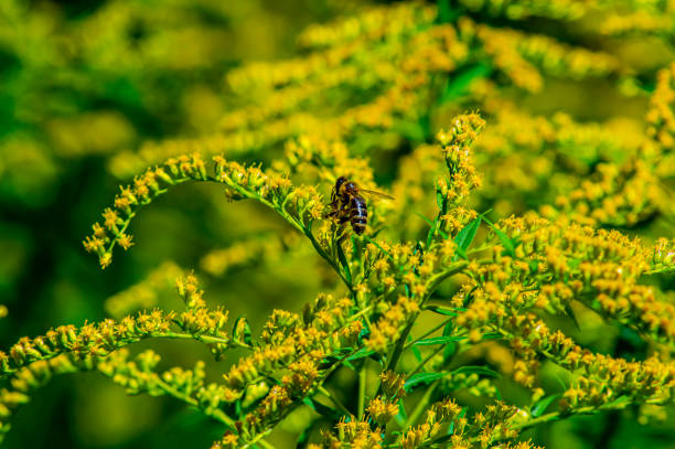 A bee on a yellow wildflower. Background image.