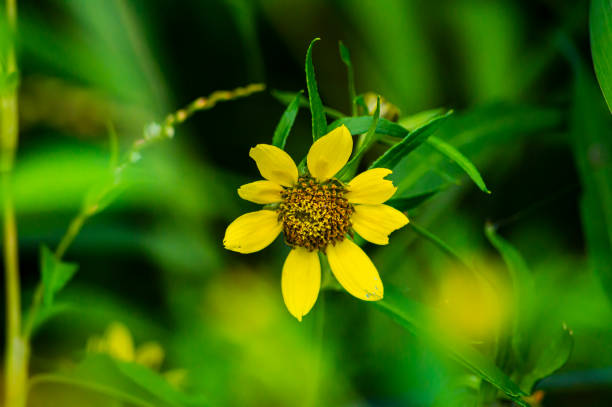istock Yellow wildflowers on a sunny summer day. 1172038822
