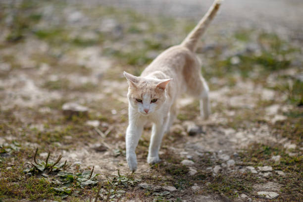 istock cat filmed outside on a Sunny day 1172038925