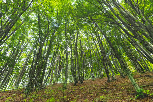istock Beautiful, untouched beech mountain forest on summer day 1172040135