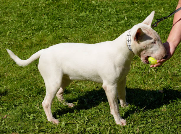 istock White Bull Terrier is a sporting breed of dog. 1172041002