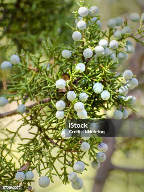 California Juniper Juniperus Californica At Pinnacles National Park Stock Photo - Download Image Now