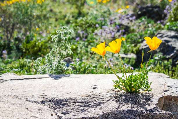 Three California Poppies growing out of a rock in full daytime sunlight.