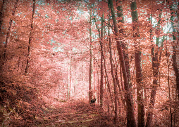 Deep in the Autumn Colored Forest - Black Dog on the Path - Soft Focus
