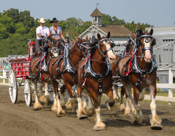 Clydesdale 6 horse hitch Six Clydesdale draft hoses pull a wagon at a county fair.
Rhinebeck, NY
8/30/2015 robertmichaud stock pictures, royalty-free photos & images