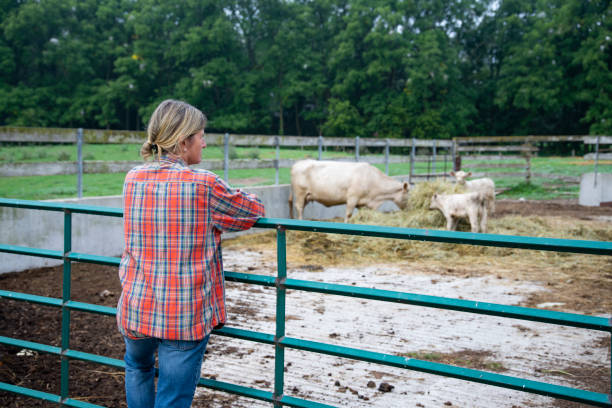 istock A female beef farmer looks out over cattle with calves 1172046795