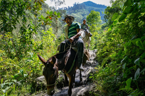 Peasant and his son riding mules in the Colombian mountains Tolima, Colombia - August 7, 2019: Peasant and his son riding mules in the Colombian mountains going down after a day of work tolima stock pictures, royalty-free photos & images
