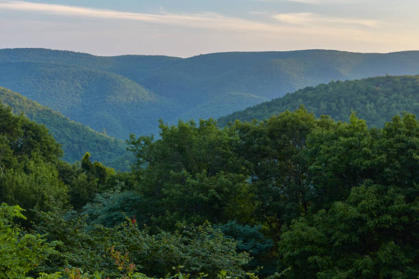 istock St. Mary's Wilderness, Virginia 1172049004