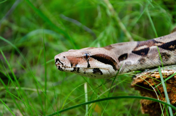 istock Boa constrictor imperator normal is creeping. Exotic animals in a habitat. 1172049062