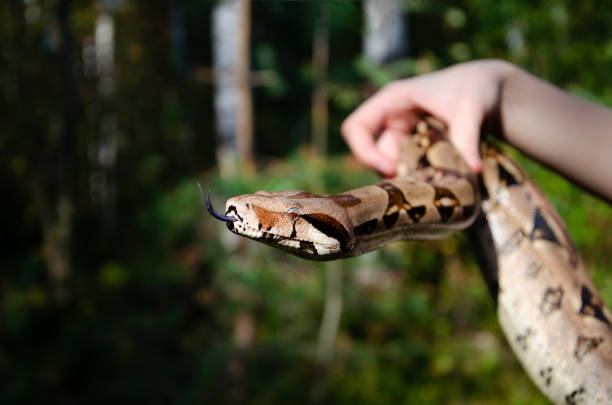 istock Fearless girl is holding a snake. Boa constrictor imperator normal is creeping. The snake is coiling. 1172049091