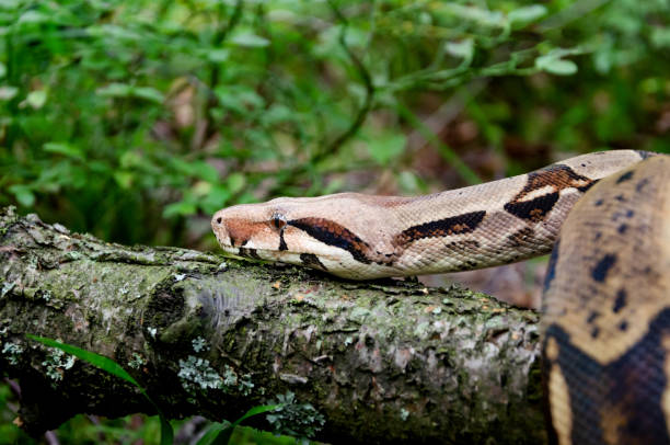 istock Boa constrictor imperator normal is creeping. Exotic animals in a habitat. 1172049190