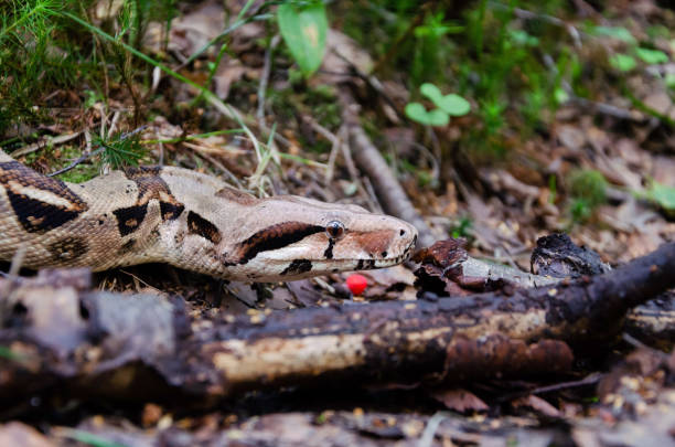 istock Boa constrictor imperator normal is creeping. Exotic animals in a habitat. 1172049214