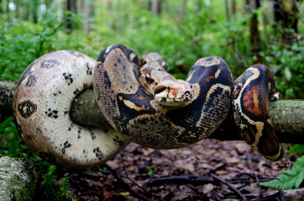 istock Boa constrictor imperator normal is creeping. Exotic animals in a habitat. 1172049740