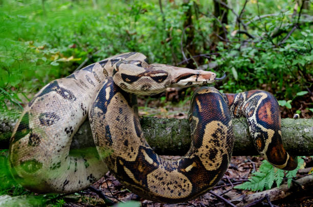 istock Boa constrictor imperator normal is creeping. Exotic animals in a habitat. 1172049771