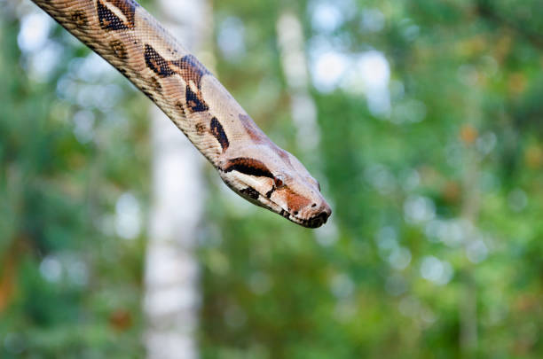 istock Boa constrictor imperator normal is creeping. Exotic animals in a habitat. 1172049784