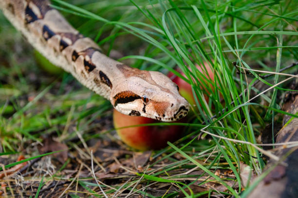 istock Boa constrictor imperator normal is creeping. Exotic animals in a habitat. 1172049895