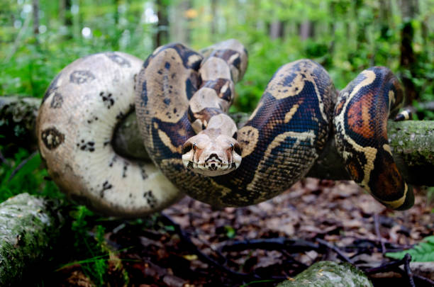 istock Boa constrictor imperator normal is creeping. Exotic animals in a habitat. 1172049988