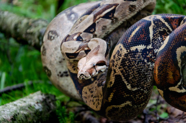 istock Boa constrictor imperator normal is creeping. Exotic animals in a habitat. 1172050015