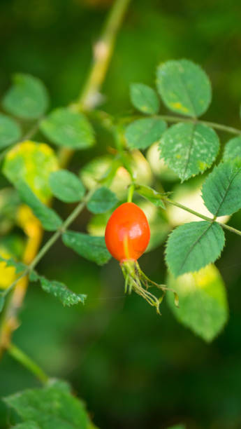istock orange rose hips copy space. Wild berries pattern. Natural medicinal plants. rose hips 1172050832