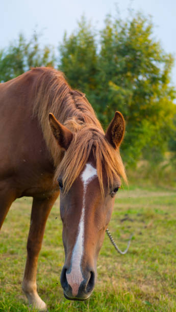 istock alone horse grazing on meadow in sunset 1172050994