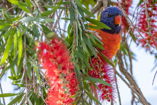 istock Rainbow Lorikeet feeding on the bottle brush flowers 1172052050