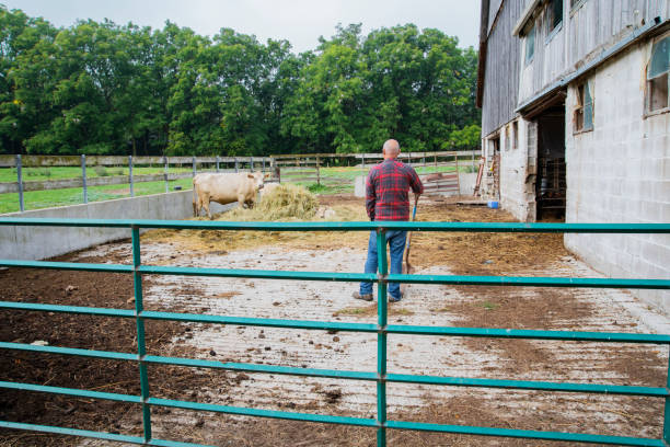 istock A mature male farmer on a beef cattle farm 1172063082