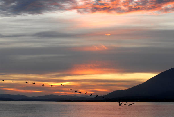 istock Pelicans and Sunrise over Clear Lake 1172067499