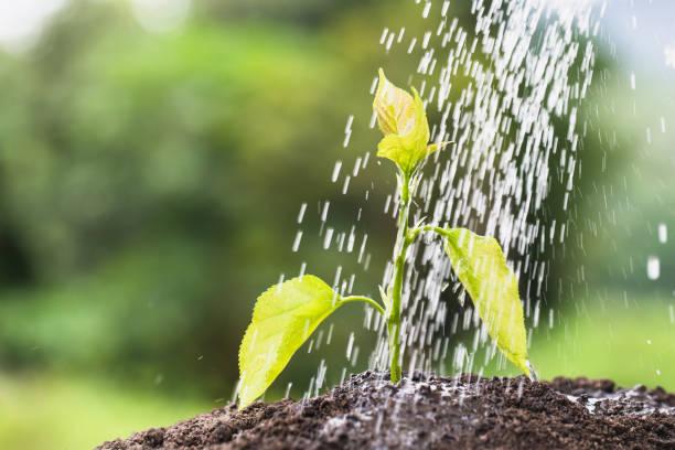 istock Watering a tree, Plant growing on soil with watering over sunlight and green background 1172068211