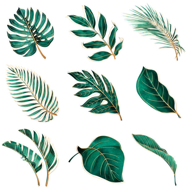 botaniczna akwarela zielone egzotyczne liście ze złotym konturem. - egzotyczne drzewo obrazy stock illustrations
