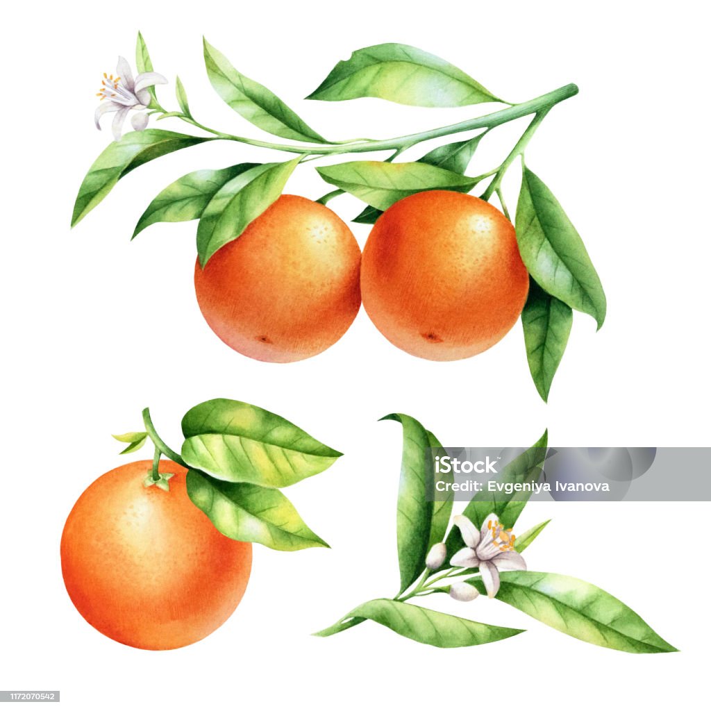 Cách Ly Hai Quả Cam Trên Cành Cây Ảo Ảnh Màu Nước Của Cây Cam Quýt ...