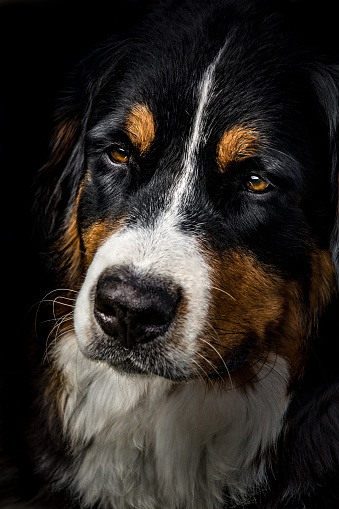 Portrait of Bernese Mountain Dog