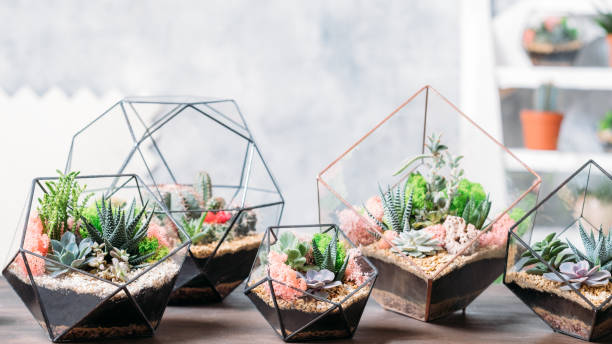 istock diy florarium handmade natural gift succulents 1172072616